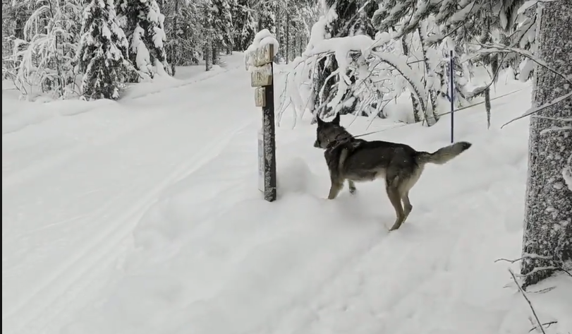 Cane in un paesaggio invernale innevato con alberi e un cartello, tracce di sci sulla neve.