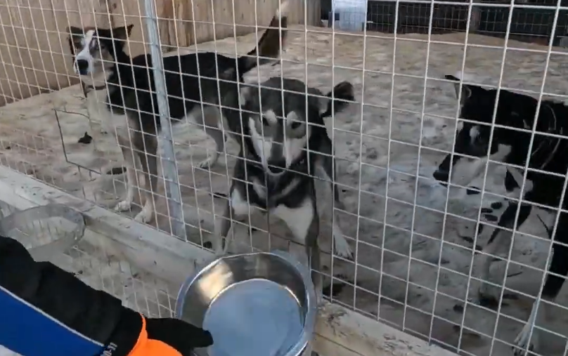 Mano guantata offre acqua in una ciotola a tre cani husky dietro una recinzione in un canile.