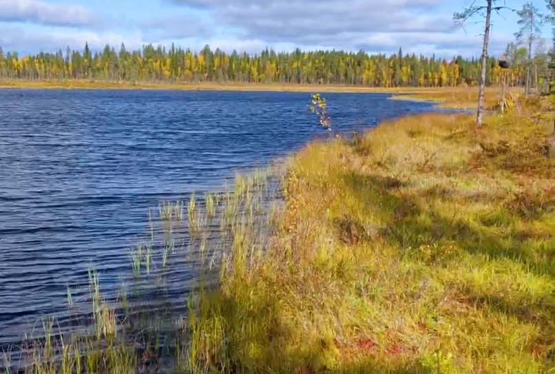 Paesaggio autunnale con lago blu e riva ricoperta di erba dorata, con una foresta di alberi dai colori vivaci sullo sfondo.