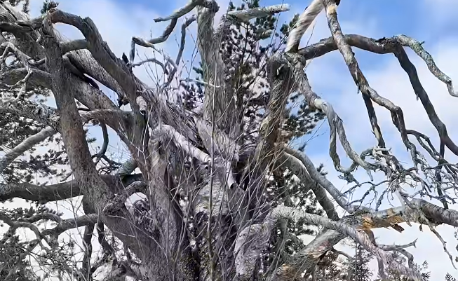 Primo piano di un vecchio albero contorto con rami spogli e nodosi che si estendono verso un cielo azzurro e nuvoloso.