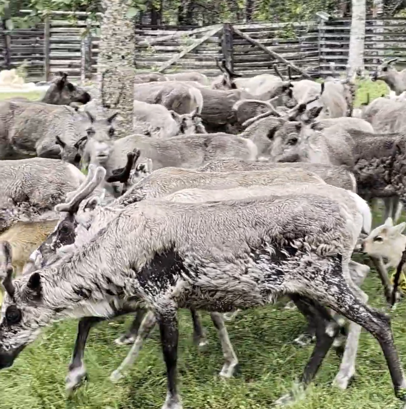 Mandria di renne con pelliccia grigio-marrone e alcune con corna, in un recinto di legno con alberi sullo sfondo.