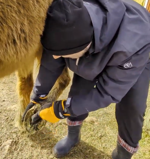 Stefano Mini pulisce lo zoccolo di un cavallo marrone, rimuovendo sporco e detriti con un attrezzo specifico.