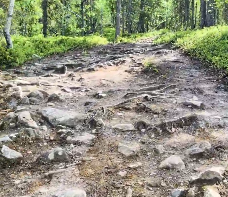 Sentiero nel bosco con radici esposte e rocce, circondato da vegetazione lussureggiante sotto la luce del sole.