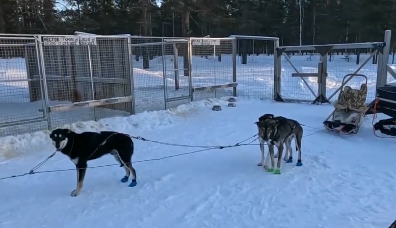 Cani da slitta con stivali colorati in un recinto innevato, pronti per l'addestramento con una slitta sullo sfondo.