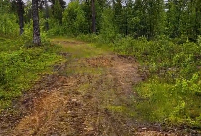 Sentiero sterrato che si snoda attraverso una fitta foresta verde con alberi e sottobosco lussureggiante.