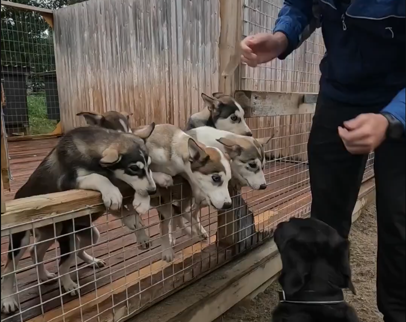 Cuccioli di husky curiosi si affacciano da un recinto mentre Stefano Mini interagisce con loro e un cane nero.