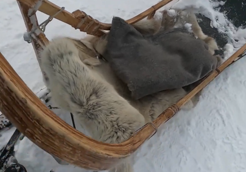 Slitta di legno con pelliccia chiara e un sacco grigio scuro, appoggiata sulla neve.