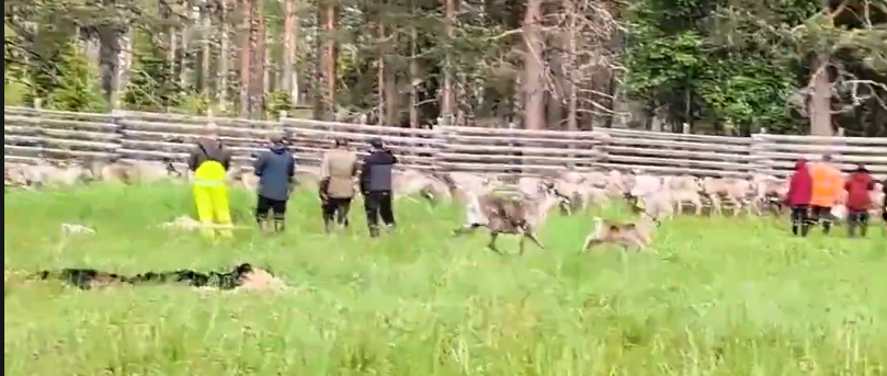 Pastori radunano una grande mandria di renne in un campo verde con un recinto di legno e alberi sullo sfondo.