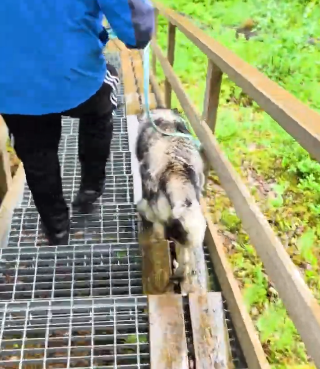 Stefano Mini cammina con un cane husky su una passerella grigliata in metallo, circondata da vegetazione verde.