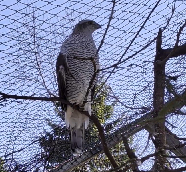 Astore (Accipiter gentilis) con piumaggio grigio e bianco a strisce, posato su un ramo all'interno di una voliera.