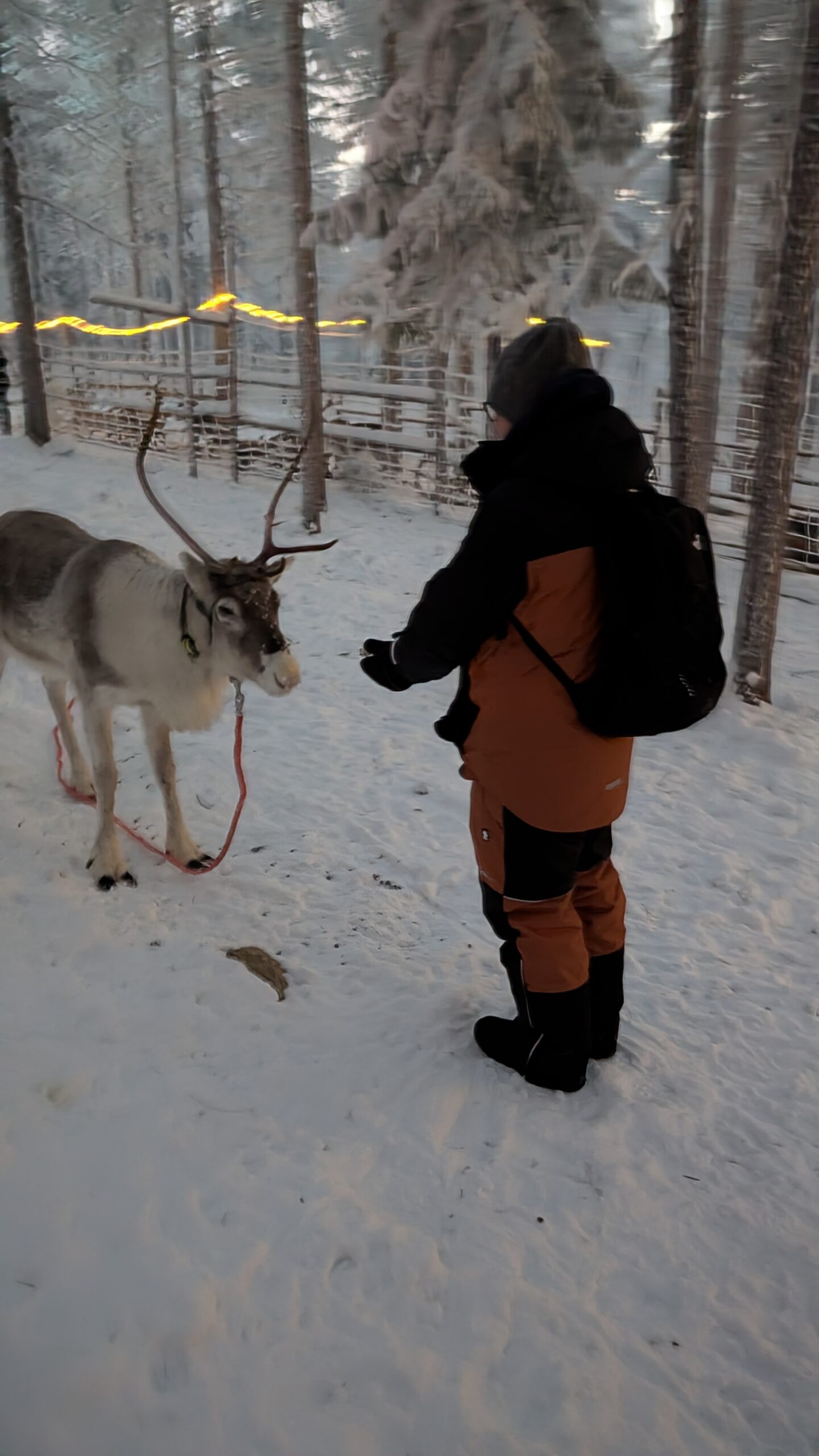 Incontro Autentico con le Renne — foto 1