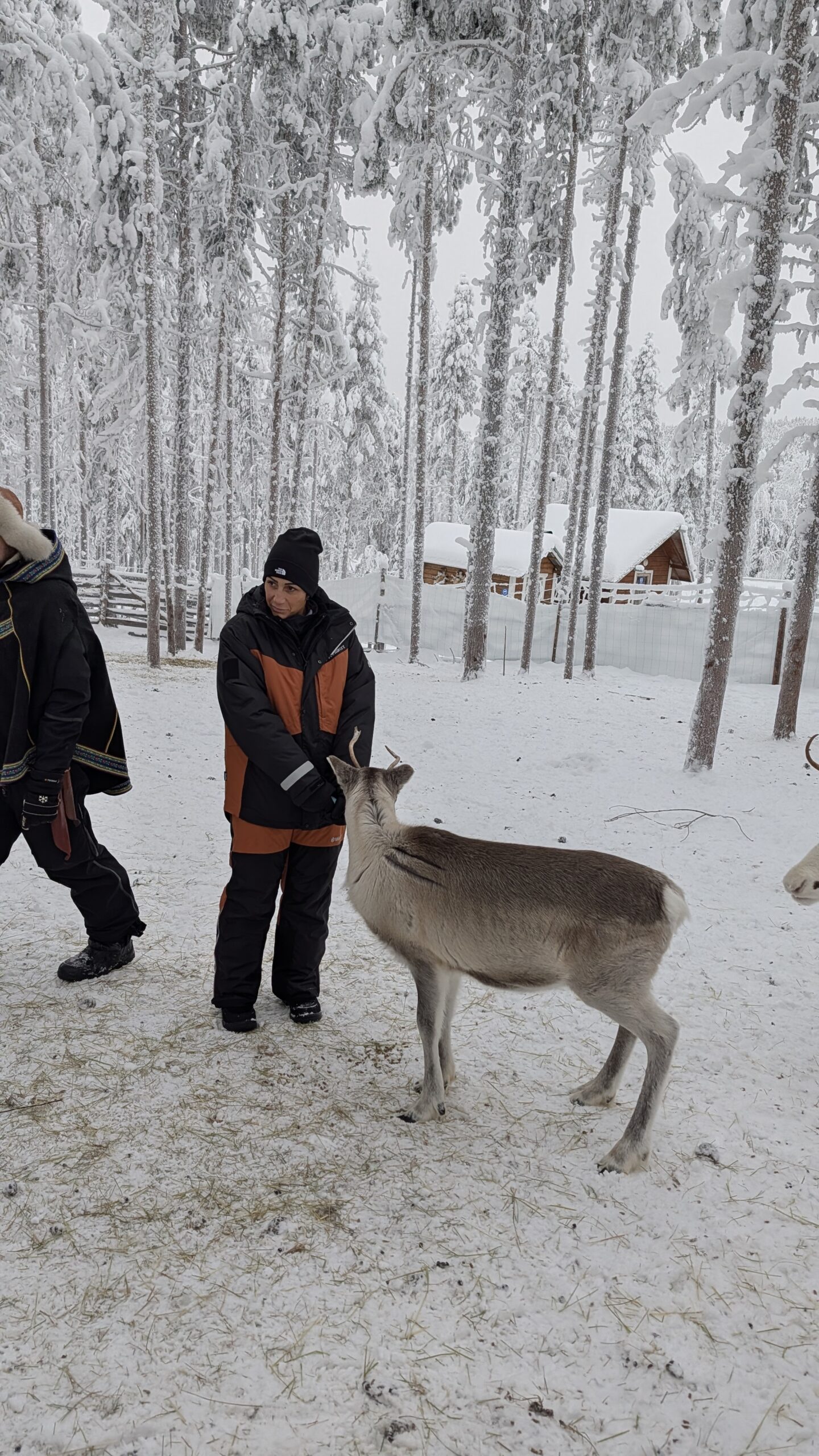 Incontro Autentico con le Renne — foto 2