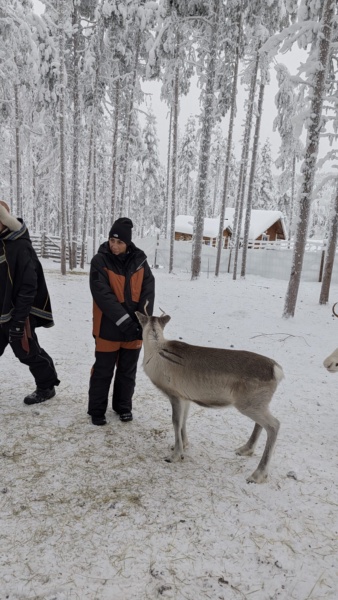 Incontro Autentico con le Renne — foto 2