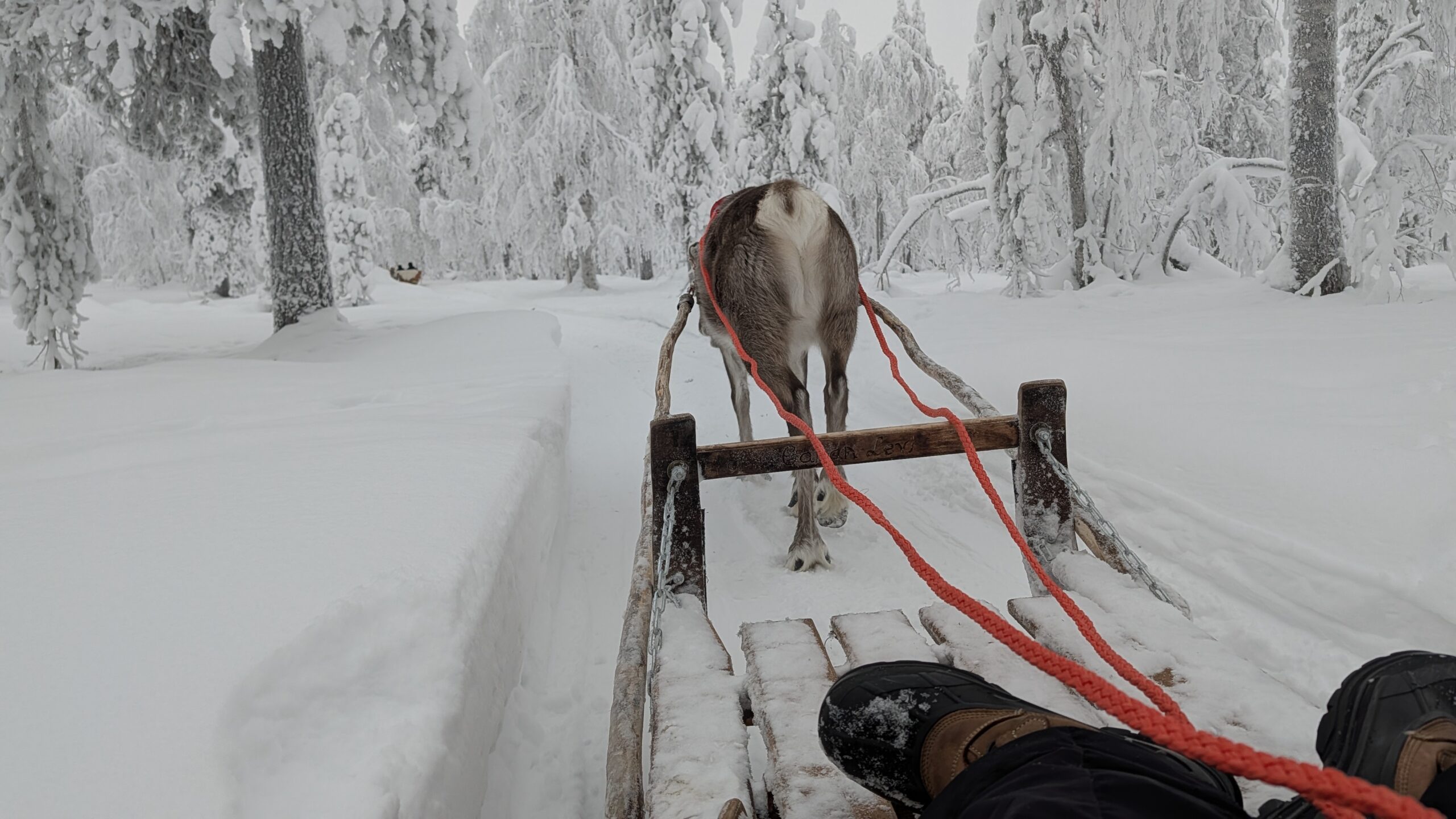 Incontro Autentico con le Renne — foto 5