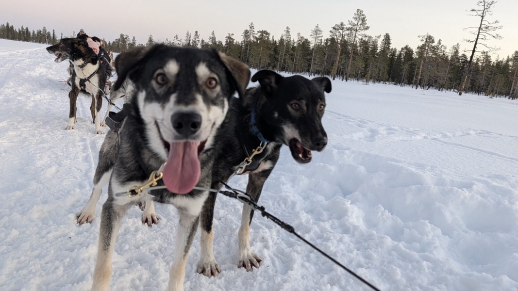 Spedizione con i cani da slitta di 30 km — foto 2