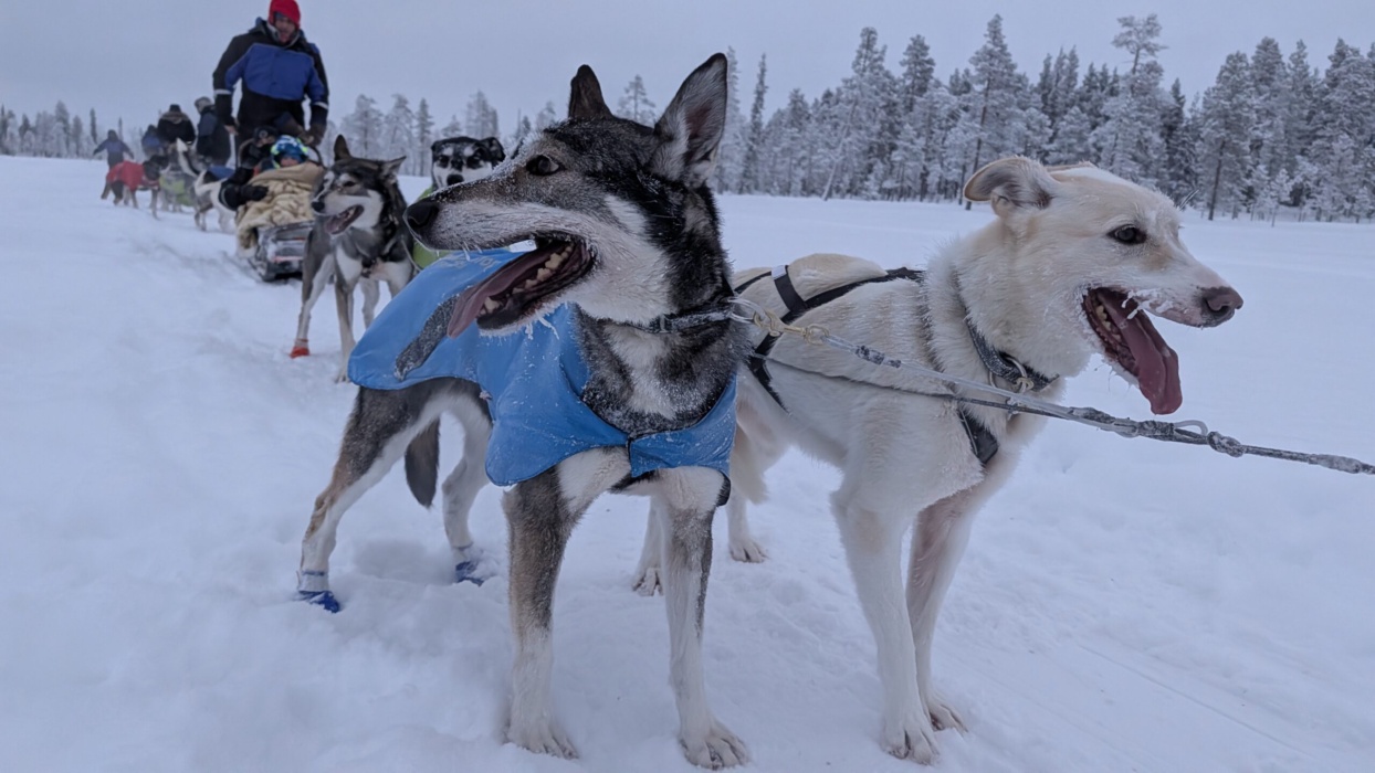Husky safari 30km (giornata intera)