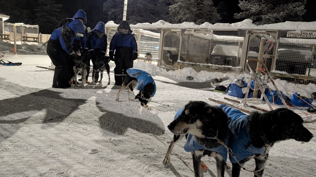 Spedizione con i cani da slitta di 30 km — foto 3