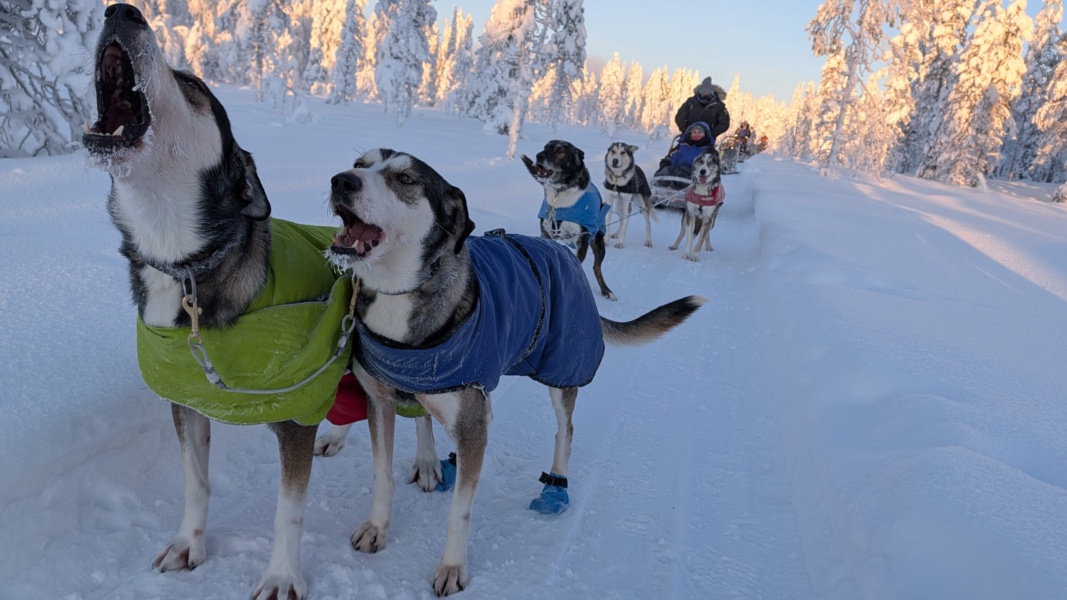 Spedizione con i cani da slitta di 30 km — foto 5