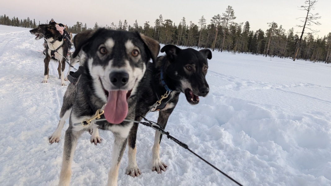 Oltre l'Orizzonte: Spedizione in Slitta con i Campioni delle Lunghe Distanze — foto 2