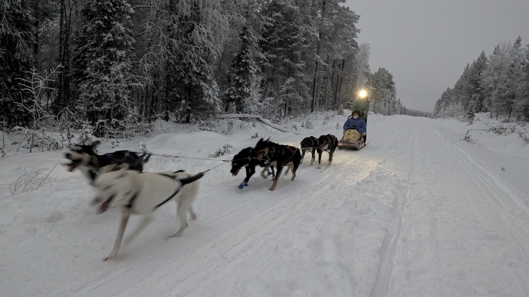 Husky sotto l'Aurora: 10 km nella Notte, Sauna a Legna e Cena Lappone — foto 1