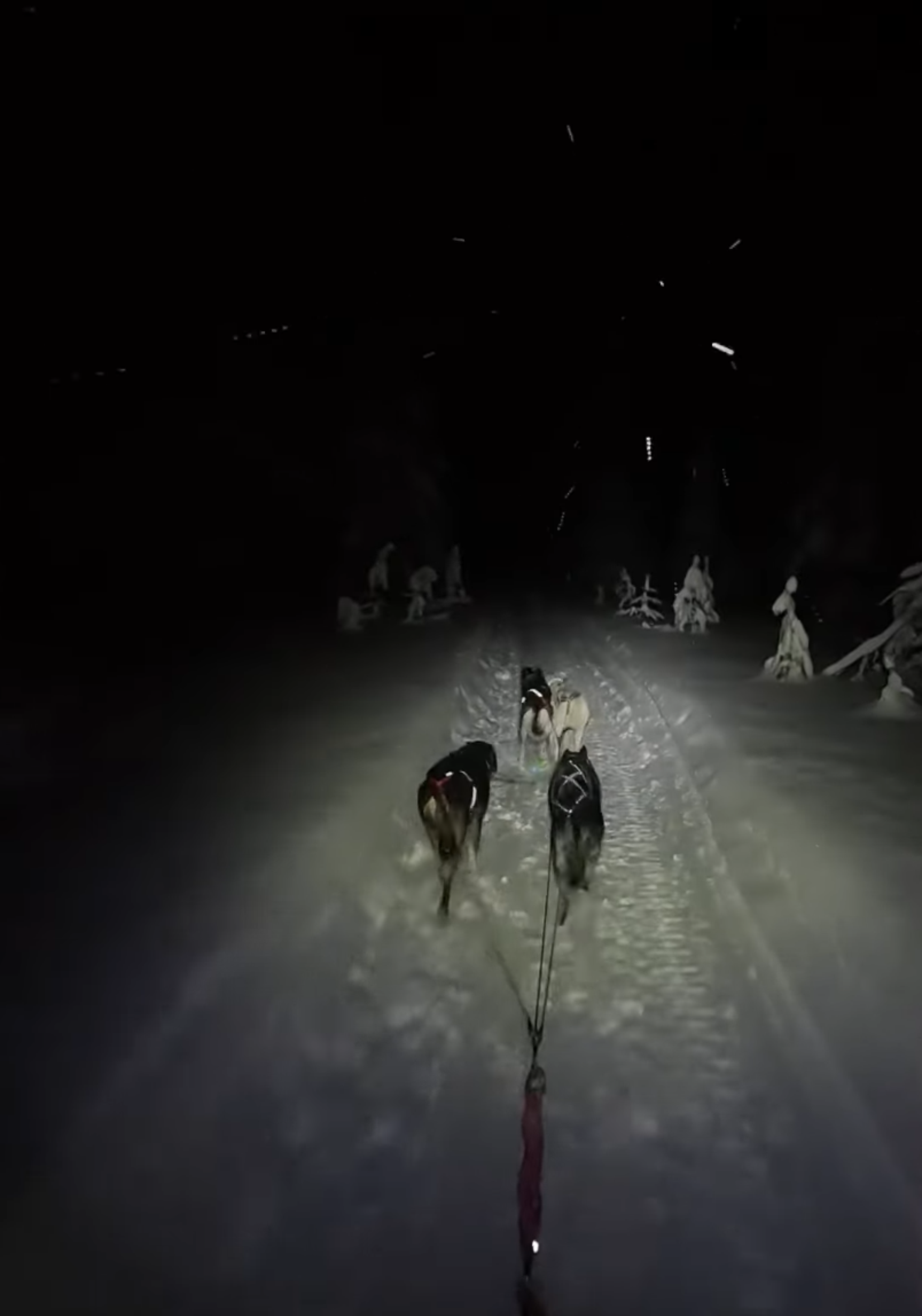 Husky sotto l'Aurora: 10 km nella Notte, Sauna a Legna e Cena Lappone