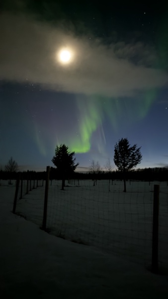 L’Anima dell’Artico: Ciaspolata Sotto le Stelle e Cena nel Bosco — foto 2