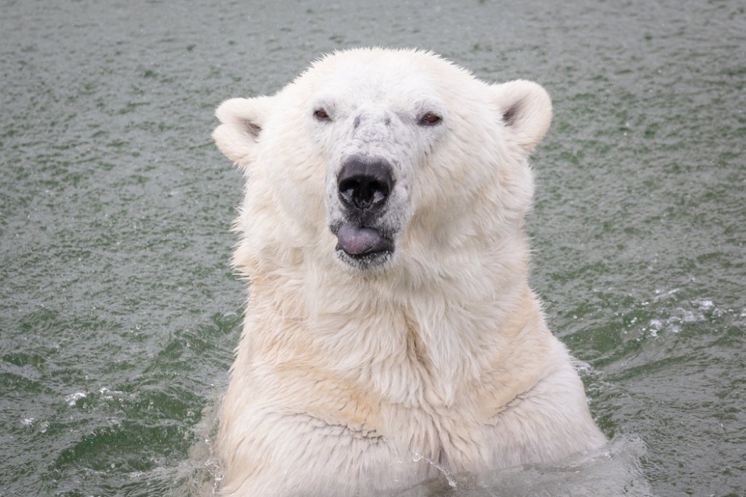 Gli animali della Lapponia (15 ore)