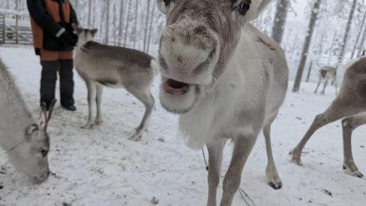 Il Cuore Selvaggio dell’Artico: Avventura Autentica tra gli Animali della Lapponia — foto 2