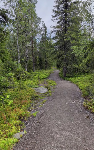 Nel Parco Nazionale Pallas-Yllästunturi: trekking sul Totovaara e pranzo sul fuoco — foto 1