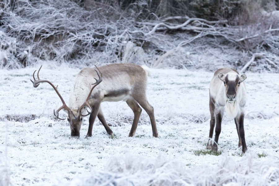 L’Anima della Lapponia: Spedizione Privata di 2 Giorni nel Cuore dell’Artico — foto 2