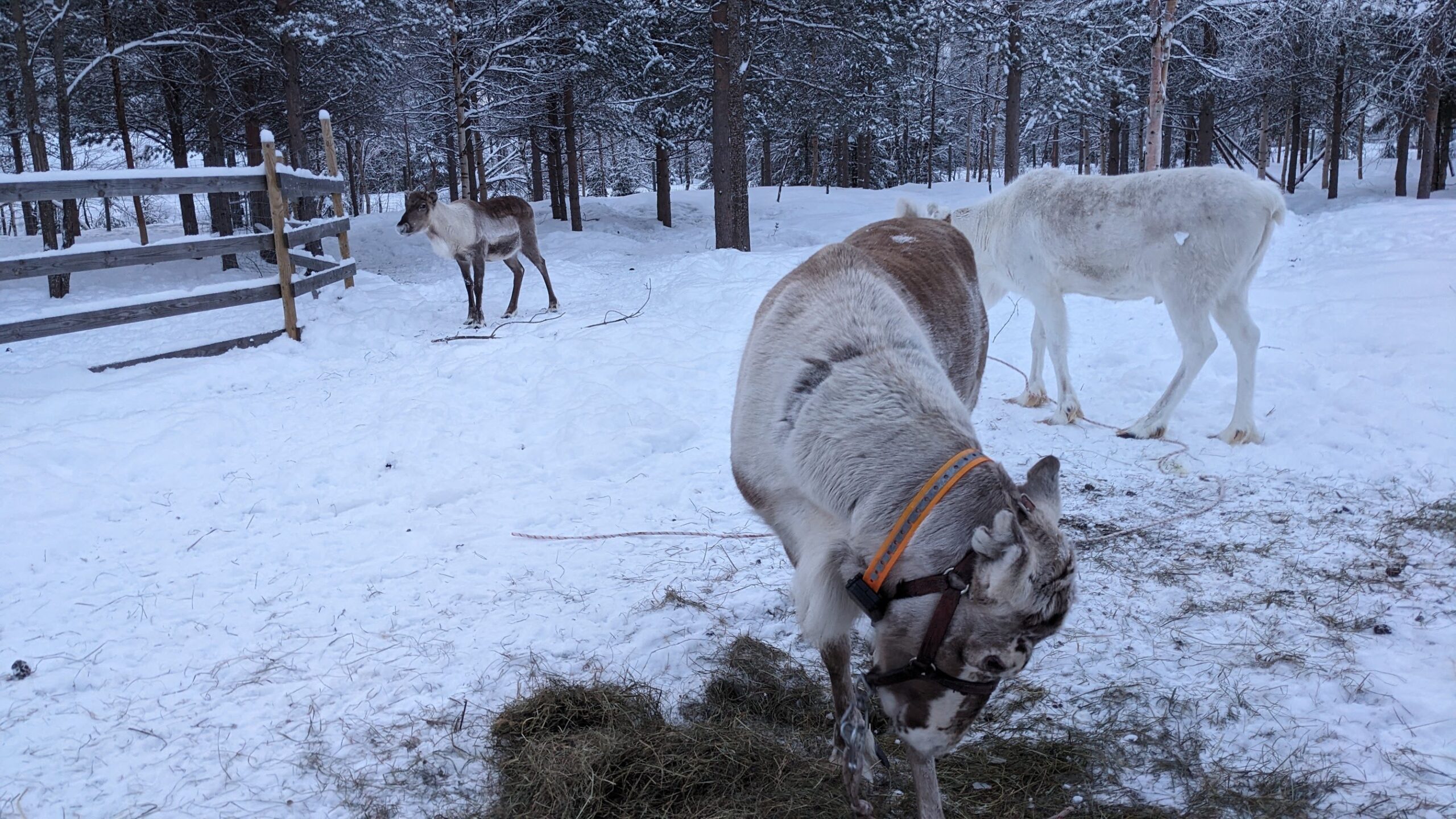 Incontro Autentico con le Renne — foto 4