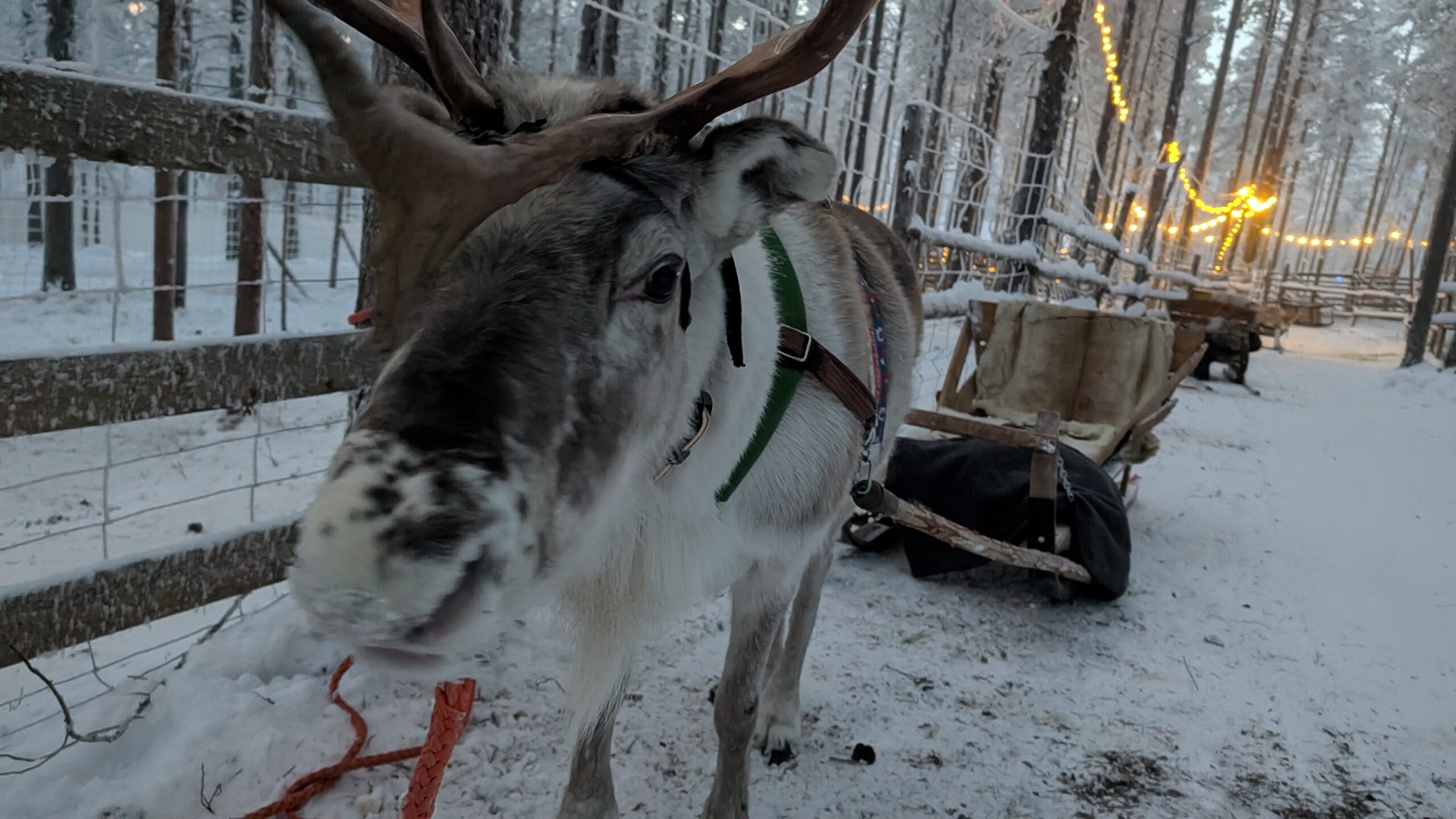Incontro Autentico con le Renne — foto 3