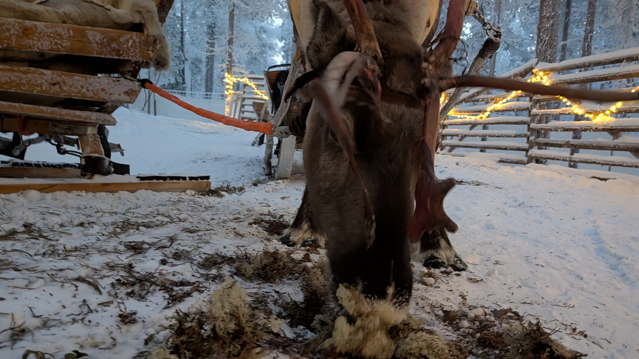 Fattoria delle renne tradizionale (4-5 ore)