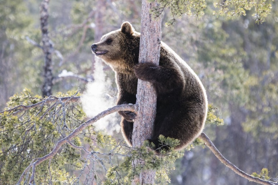 Il Cuore Selvaggio dell’Artico: Avventura Autentica tra gli Animali della Lapponia — foto 4