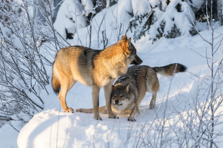 Il Cuore Selvaggio dell’Artico: Avventura Autentica tra gli Animali della Lapponia — foto 1