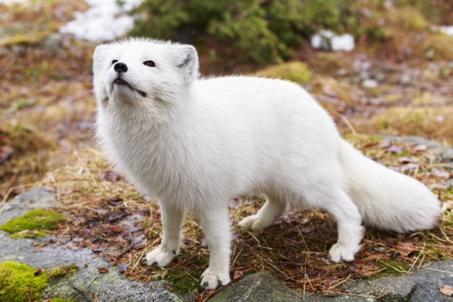 Il Cuore Selvaggio dell’Artico: Avventura Autentica tra gli Animali della Lapponia — foto 5