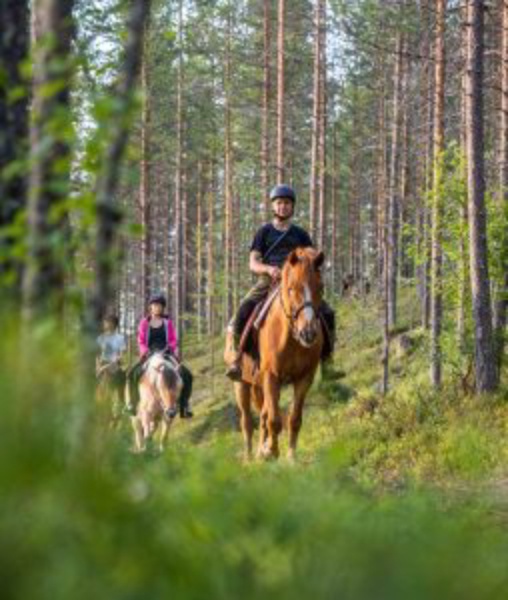 Il Cuore Selvaggio dell’Artico: Avventura Autentica tra gli Animali della Lapponia — foto 7