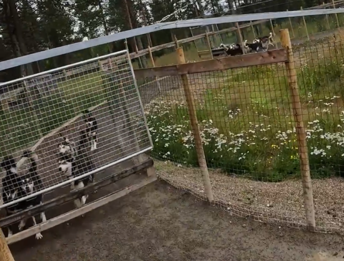 Dietro le quinte: una giornata estiva in un allevamento di cani da slitta