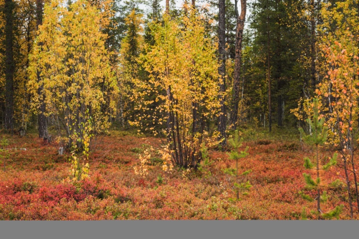 Lapponia in estate e autunno: la guida per sfuggire al caldo