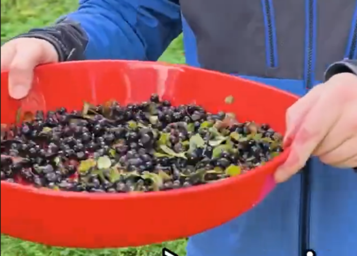 Raccogliere mirtilli in Lapponia: l'oro blu dell'estate finlandese